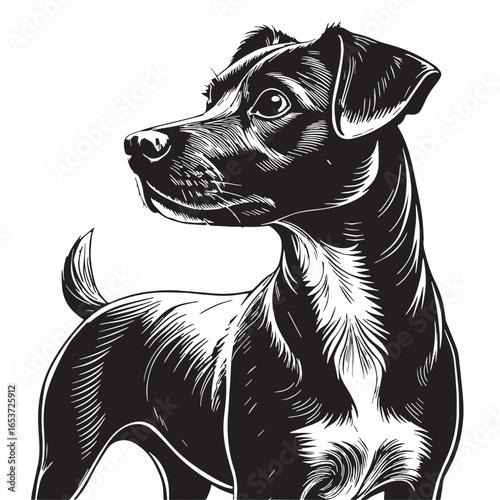 black jack russell Silhouette Vector, High Quality Illustration on White Background