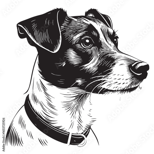 black jack russell Silhouette Vector, High Quality Illustration on White Background