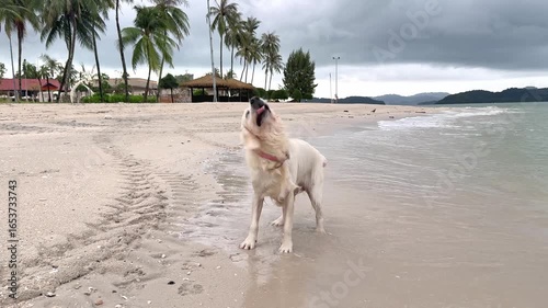 Golden retriever playing on a tropical beach