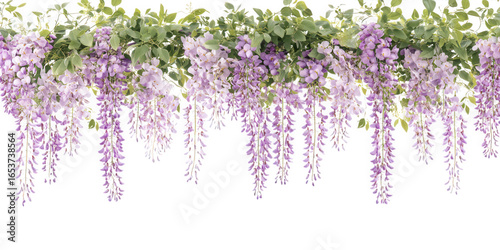 Beautiful purple wisteria flowers cascading down isolated on transparent background