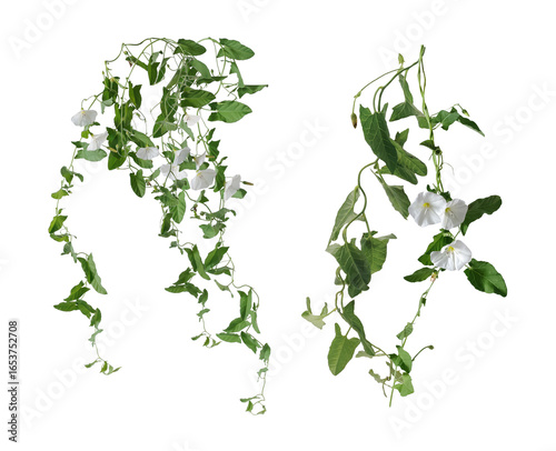 morning glory flowers, isolated on transparent background.