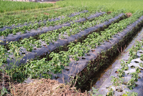 Photo of agricultural and plantation land covered with perforated plastic mulch. Water conservation and crop cultivation by covering agricultural land with plastic mulch. Agriculture Industry