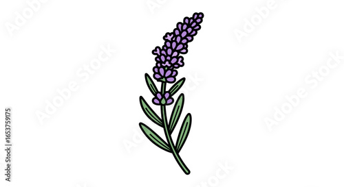 Delicate lavender sprig illustration against a clean background, suitable for botanical studies, aromatherapy branding, or nature-themed graphic design projects.