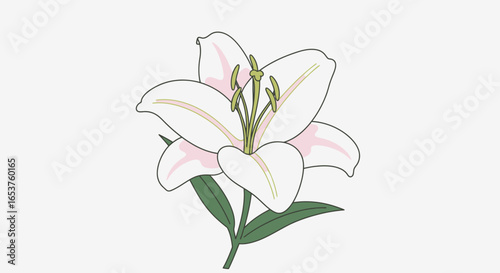Elegant White Lily Illustration for Botanical Studies, Floral Design Projects, and Spring-Themed Creative Applications. Ideal for greeting cards, invitations and decorative elements