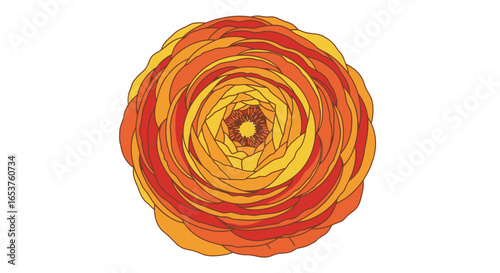 Elegant floral illustration featuring warm orange and yellow hues against a clean white backdrop. Ideal for spring designs, greeting cards, or botanical themed projects.