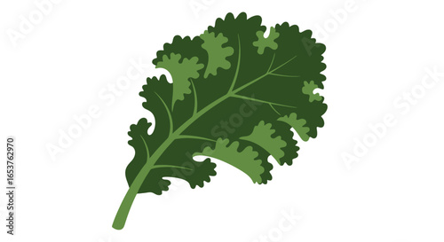 Fresh green curly kale leaf illustration isolated on white background. Suitable for healthy eating, vegetarian recipes, and organic food promotion projects.