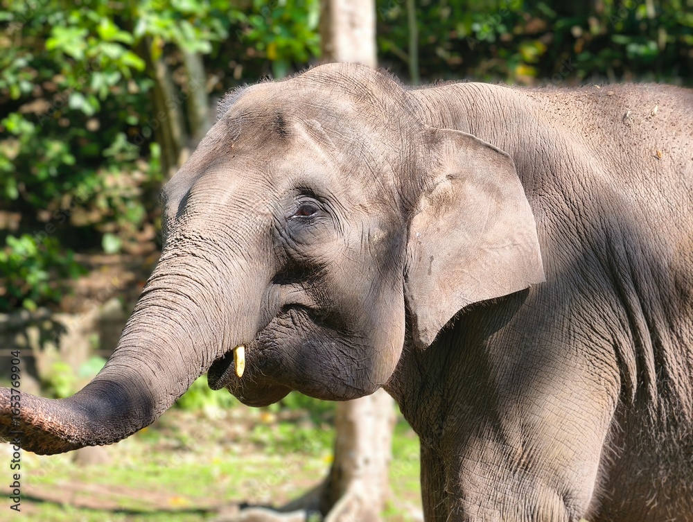 Fototapeta premium Majestic Asian Elephant in Lush Green Forest Habitat.