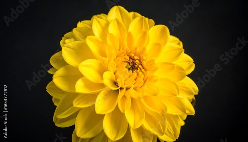Close-up of a vibrant yellow dahlia (1)