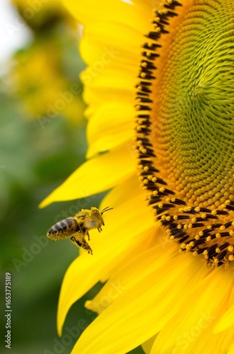 A bee covered in pollen flies towards a sunflower flower