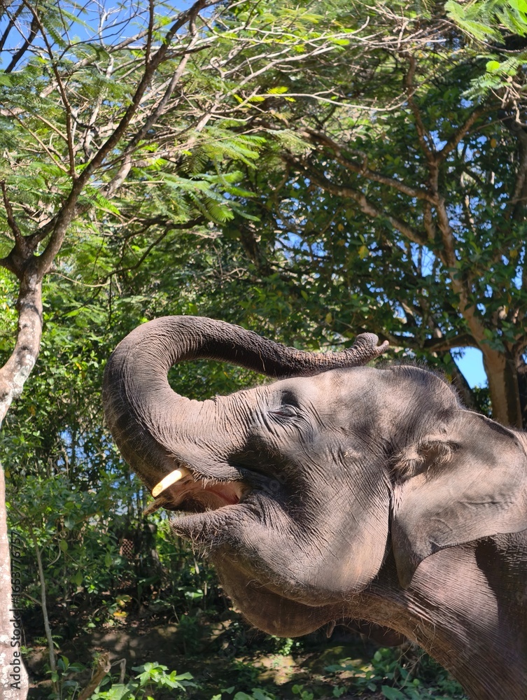 Fototapeta premium Majestic Elephant Reaching for Greenery in Lush Forest.