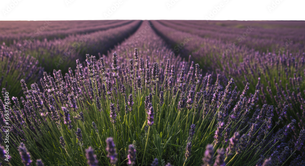Naklejka premium Vast, vibrant blooming lavender field, sharp focus on delicate purple florets, green stems, soft golden light, creamy bokeh, concept of pure natural tranquility and wellness