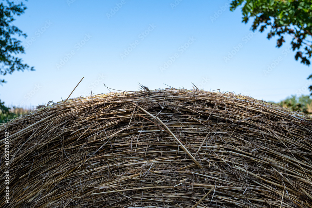 Fototapeta premium Hay bale
