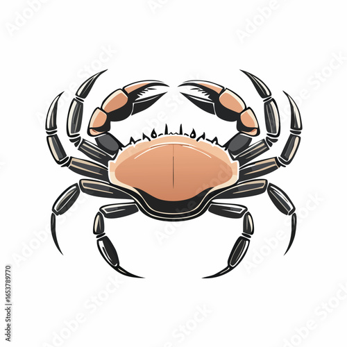 Detailed illustration of a crab with its claws and legs, isolated on white background.