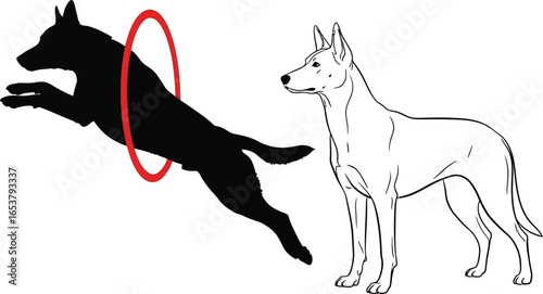 Dog agility training silhouette and outline vector graphic vector