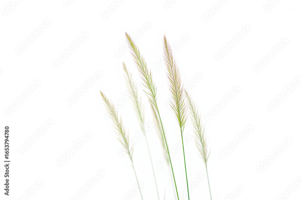 Fototapeta premium Delicate stalks of dried ornamental grass with soft focus against a white background