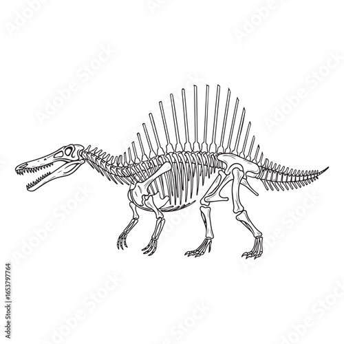 Vector art of spinosaurus dinosaur skeleton