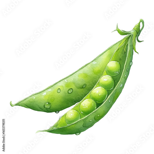 Watercolor illustration of green pea pod with fresh peas and water droplets, isolated with transparent background