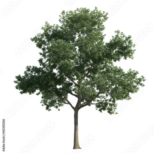 A majestic deciduous tree stands tall, a symbol of life, growth, and resilience. The lush green canopy provides a welcoming shade.
