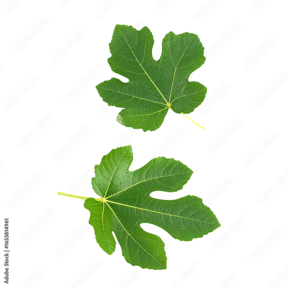 Fototapeta premium green grape leaves isolated on transparent background, png