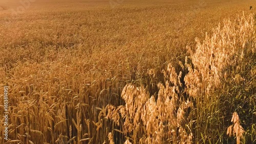 A field of ripe wheat on a hot summer day.
A light breeze sways the stalks.