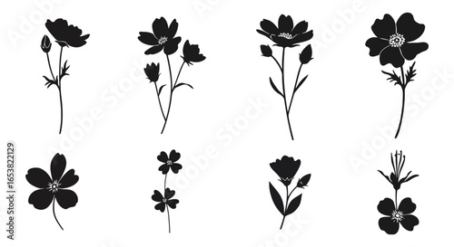 Elegant Black Cosmos Flower Silhouettes Botanical Illustrations