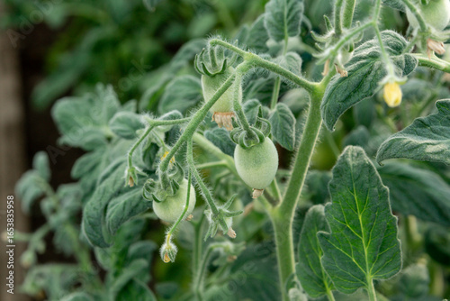 Light green pubescent tomatoes on a twig among the leaves