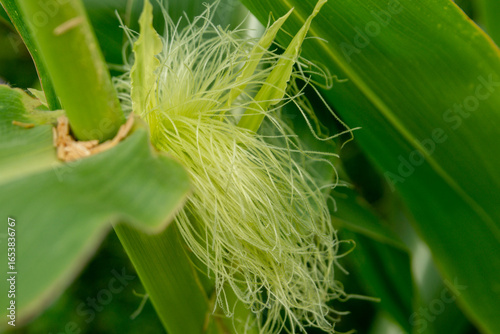 Corn pistils in the axil among the leaves. Close up