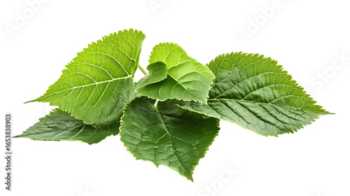 Fresh mulberry with leaves png