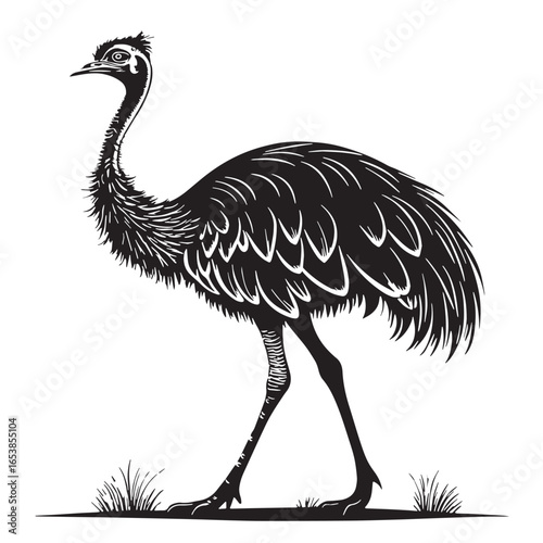 black ostrich Silhouette Vector, High Quality Illustration on White Background
