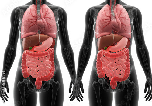 Anatomical illustration of human female internal organs, including digestive and respiratory systems.