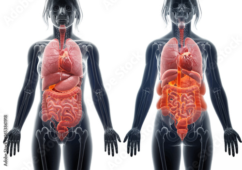 Female anatomy illustration showcasing internal organs, digestive and respiratory systems.