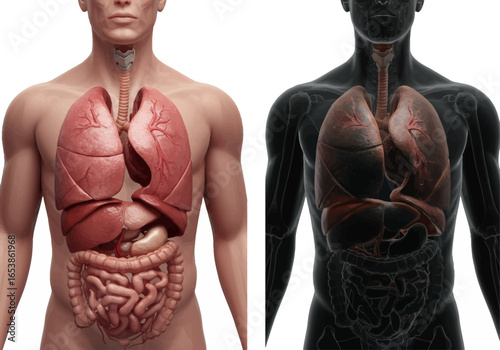 Healthy versus diseased lungs comparison; anatomical illustration of respiratory system.