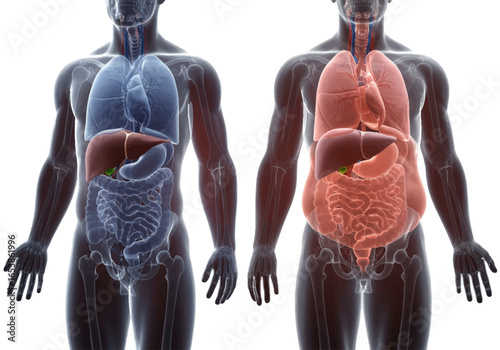A comparative anatomical illustration of two male torsos showing the major internal organs.
