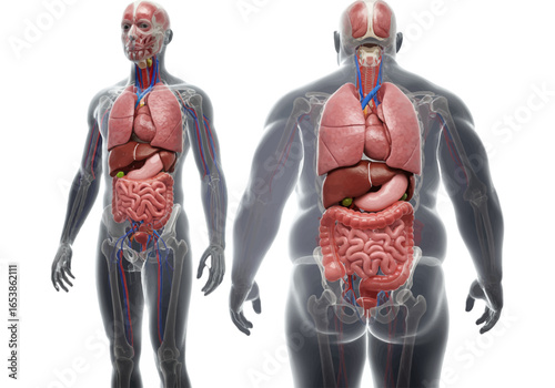 Anatomical comparison of a healthy and obese male body, highlighting internal organs and circulatory system.