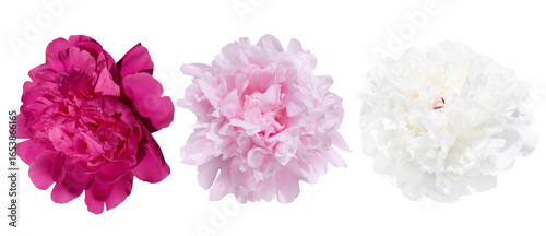 Close-Up Of Three Colorful Peony Flowers Isolated On White Background