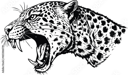 Closeup illustration of a roaring jaguars head with its mouth open, showing sharp teeth and spots, isolated on white background