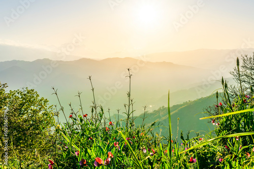 muntain view of green highland with trees and bushes during beautiful mountain sunset or sunrise with amazing eveninf cloudy sky. Mountain summer landscape for background and wallpaper.