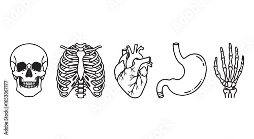 Line art illustration of human organs: skull, rib cage, heart, stomach, and hand, against a white background in a minimalist style.