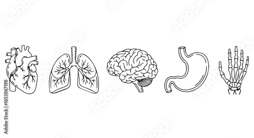 Line art illustration of human organs: heart, lungs, brain, stomach, and hand, in monochrome against a white background, showcasing a detailed anatomical style.
