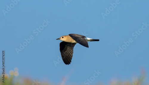 Bird in flight against a clear blue sky