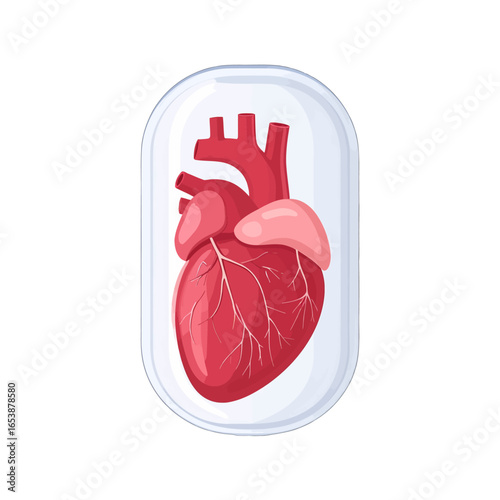 Human Heart in Protective Transparent Capsule Detailed Medical Illustration Graphic Design Red Colored Heart on White Background