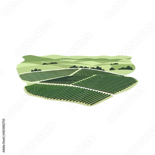 Green Vineyard Landscape of Fields and Crops Featuring Rows of Vines in a Rural Countryside Setting With Hills and Sky