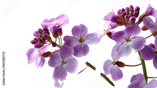 Radiant Blooms: Delicate lavender flowers in full bloom, their petals gently unfurling to reveal intricate details, conveying a sense of spring's arrival and the freshness of nature.