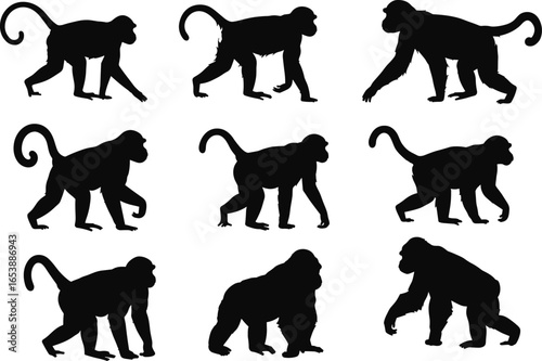 Silhouettes of monkeys and gorillas walking in various poses, primate animal illustration, jungle wildlife concept, black vector design, isolated tropical species collection