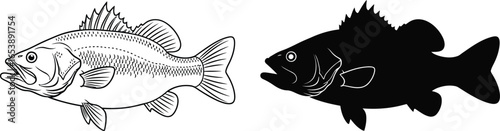 Bass fish vector illustration for fishing and seafood design