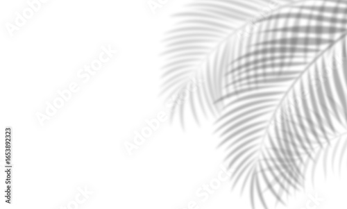 Shadow of palm tree branch on white background