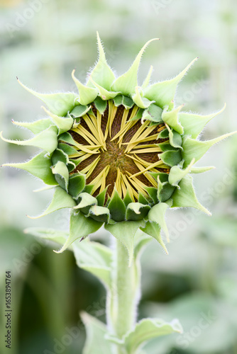 sunflower seed head
