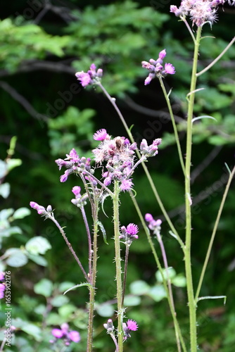 wild flowers in the garden