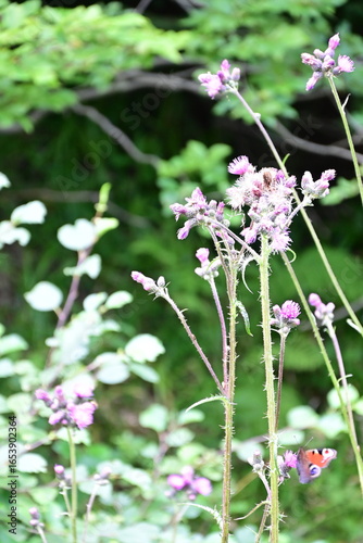 pink flowers in a garden