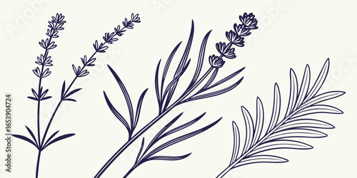 Minimalist Herb Silhouette Set - Vector Art of Rosemary Sprigs and Lavender Stems with Detailed Needle Leaves and Flower Buds